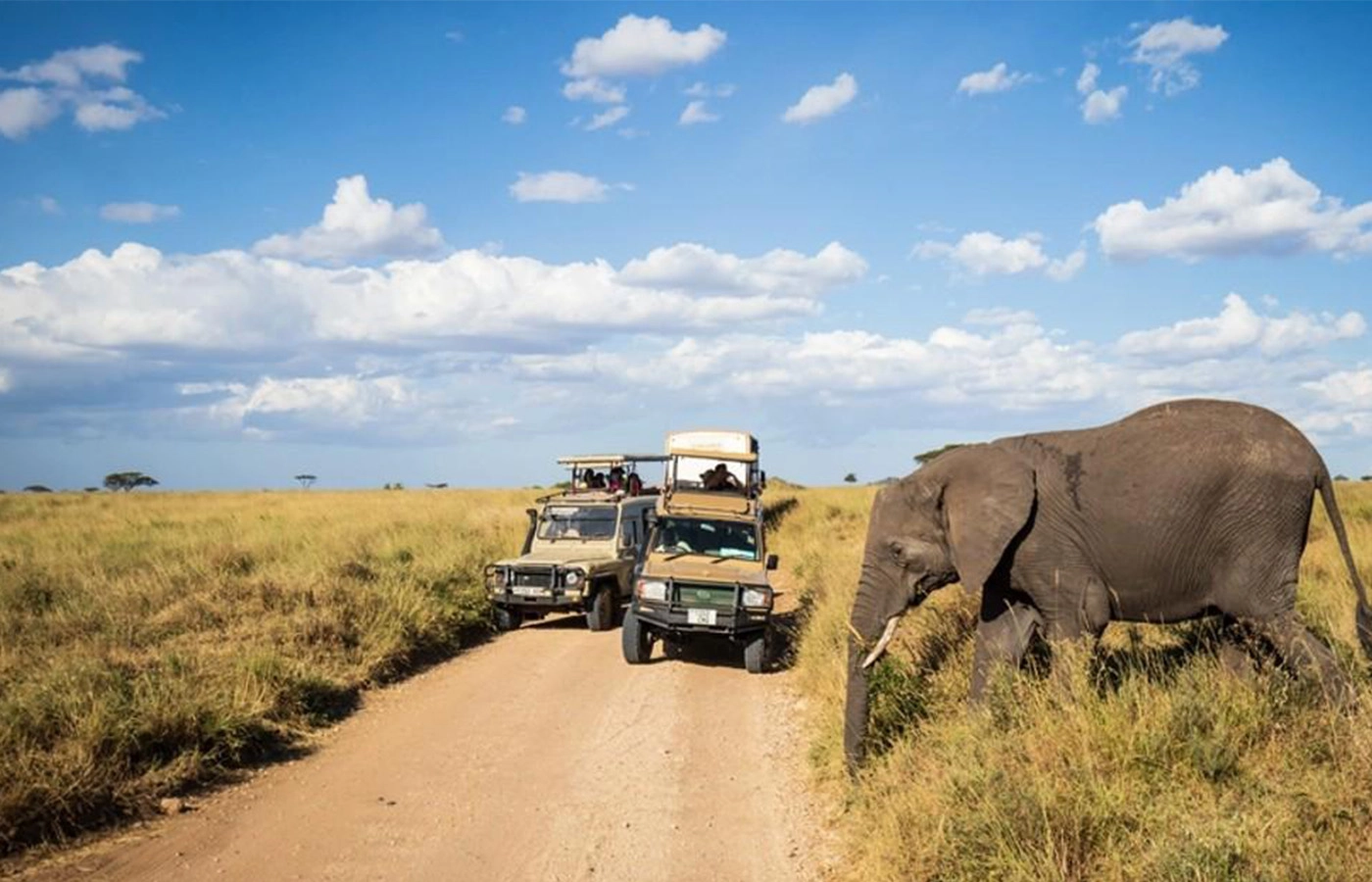 African safari landscape