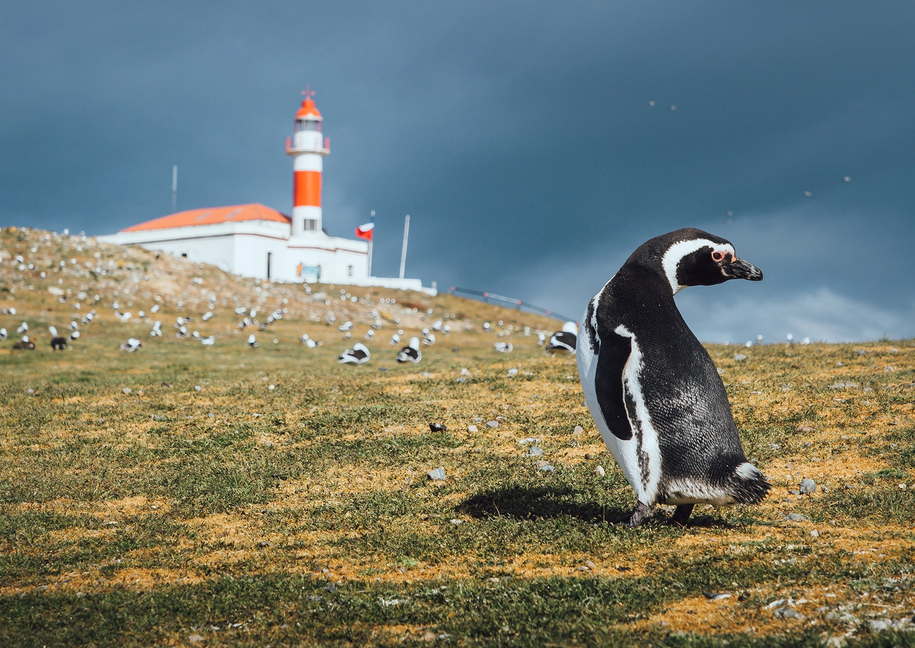 Patagonian penguin on Magdalena Island