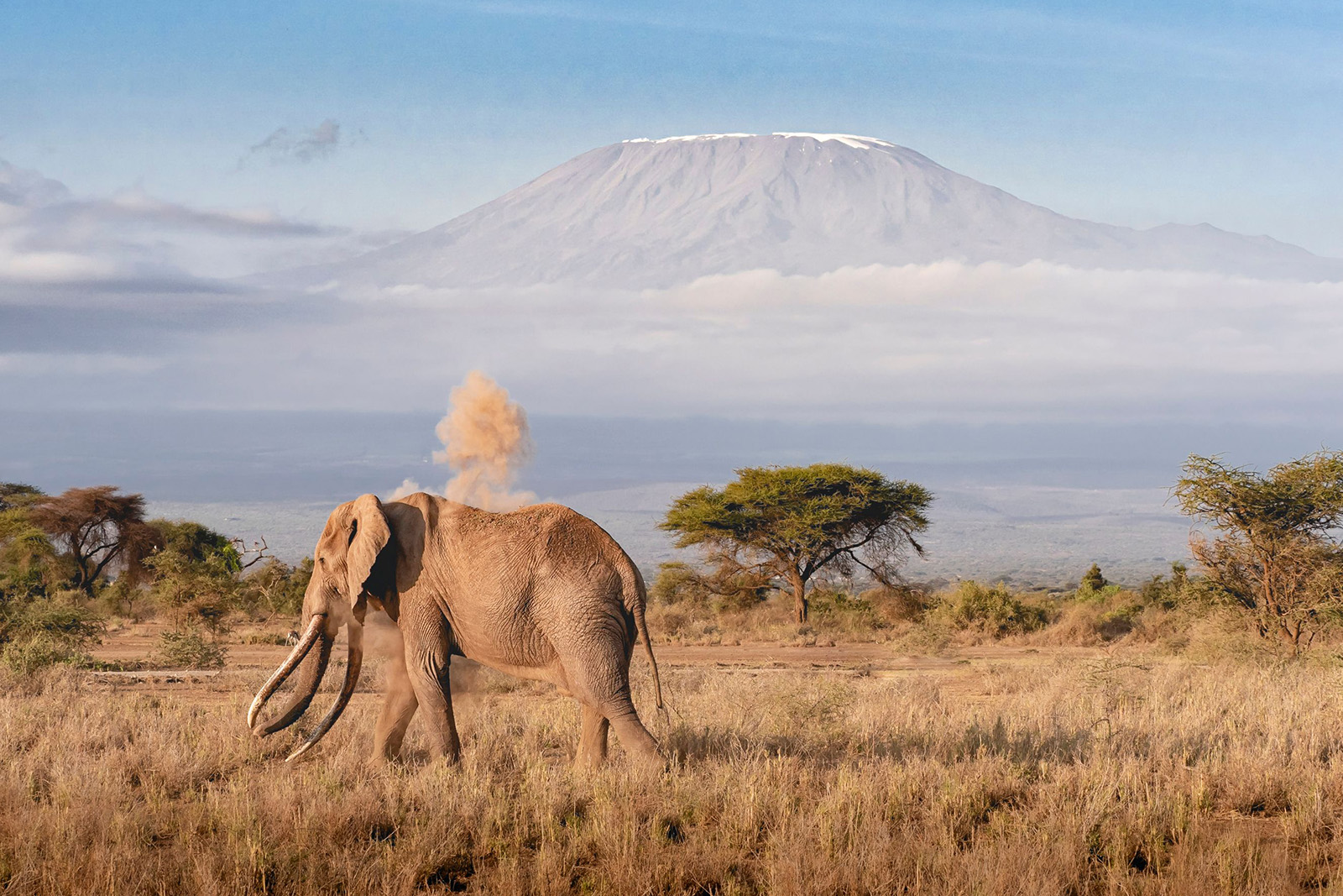 African elephants walking across Amboseli National Park with Mount Kilimanjaro in the background