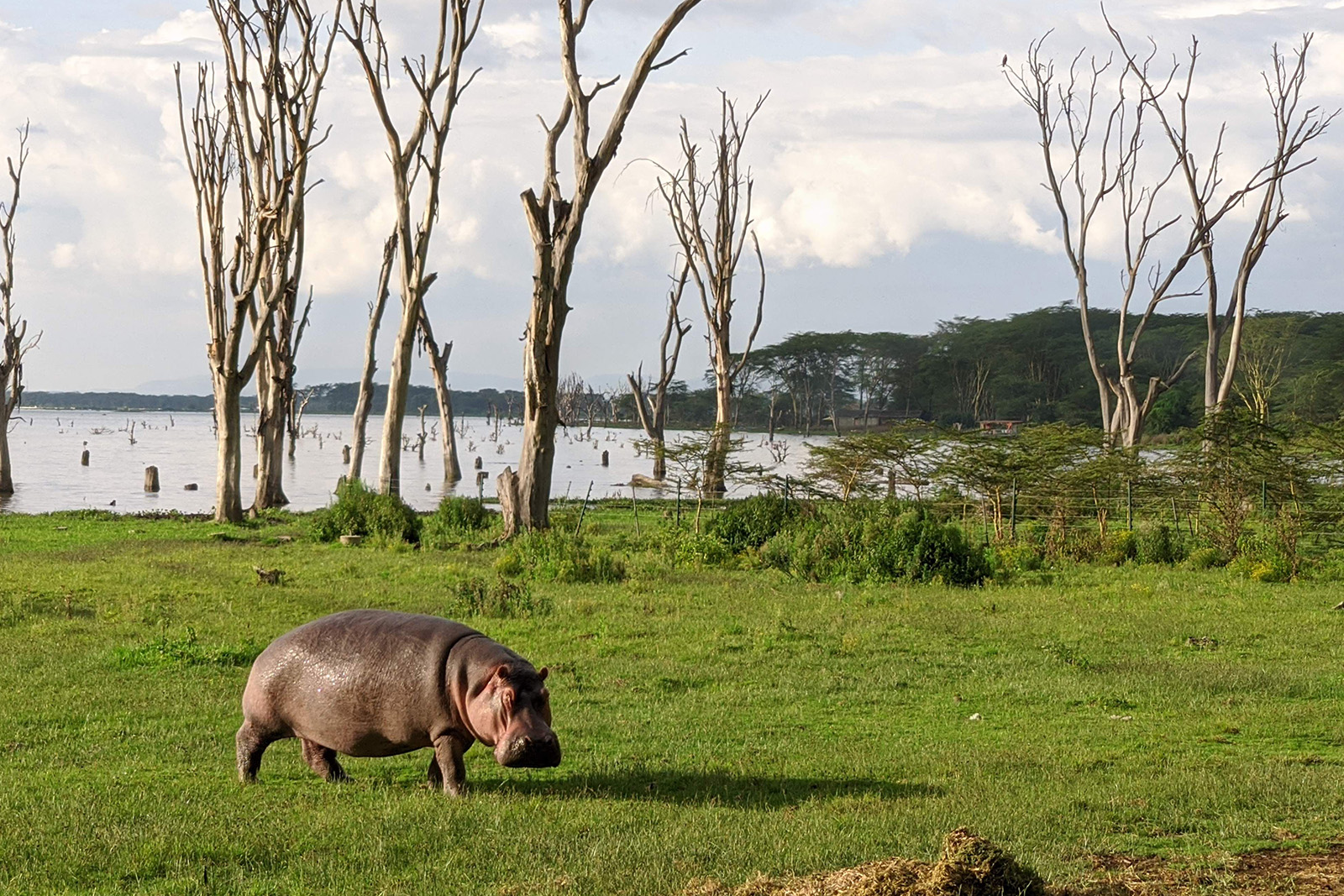 Beautiful Lake Naivasha in Kenya with calm waters and lush green lakeside scenery