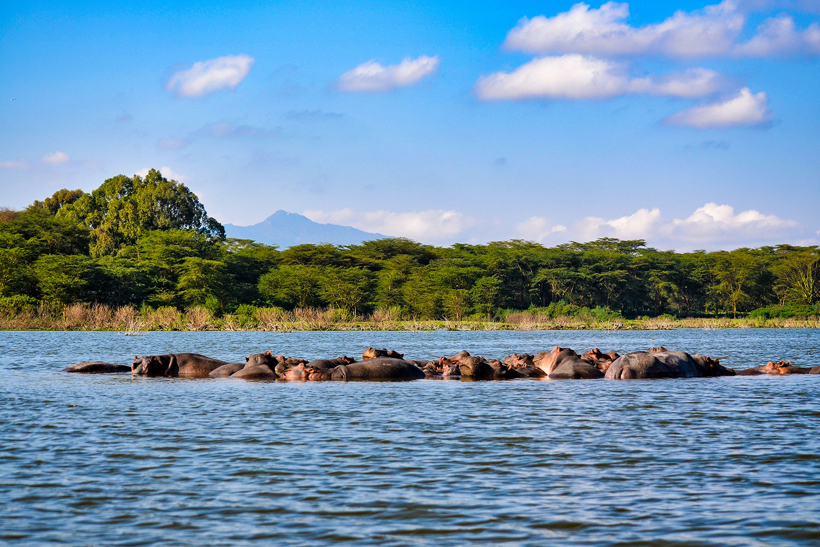 Boat safari on Lake Naivasha Kenya with hippos and wildlife near the water