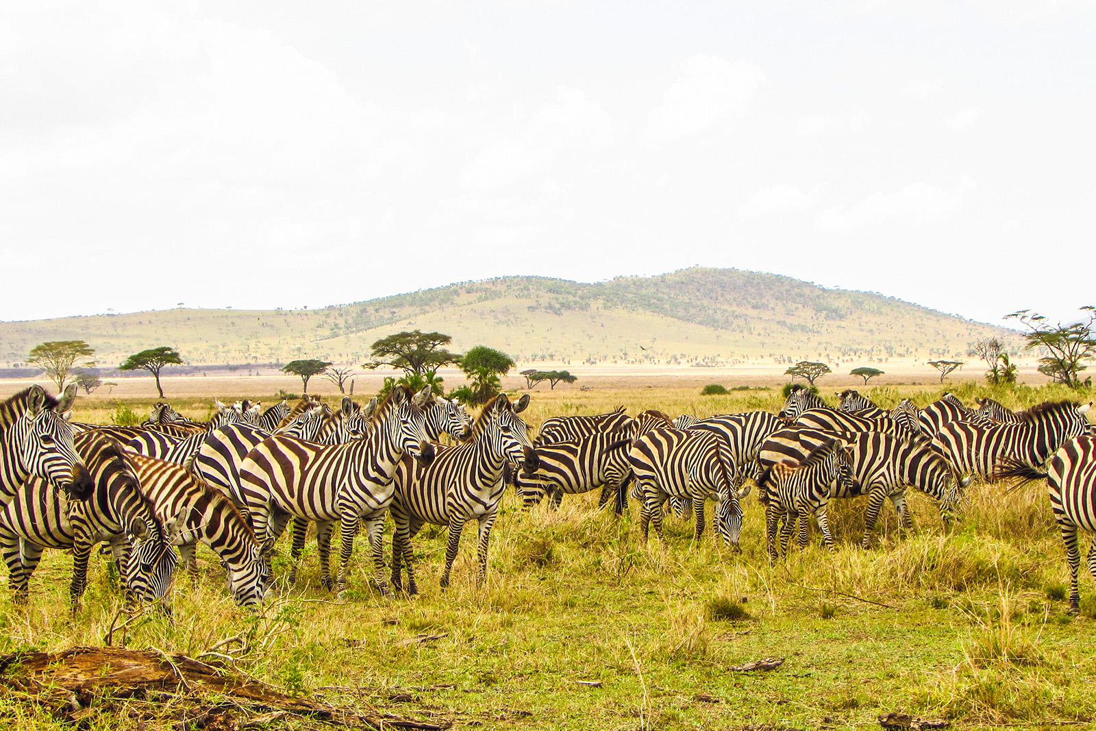 Golden grasslands and acacia trees across the Masai Mara Game Reserve in Kenya