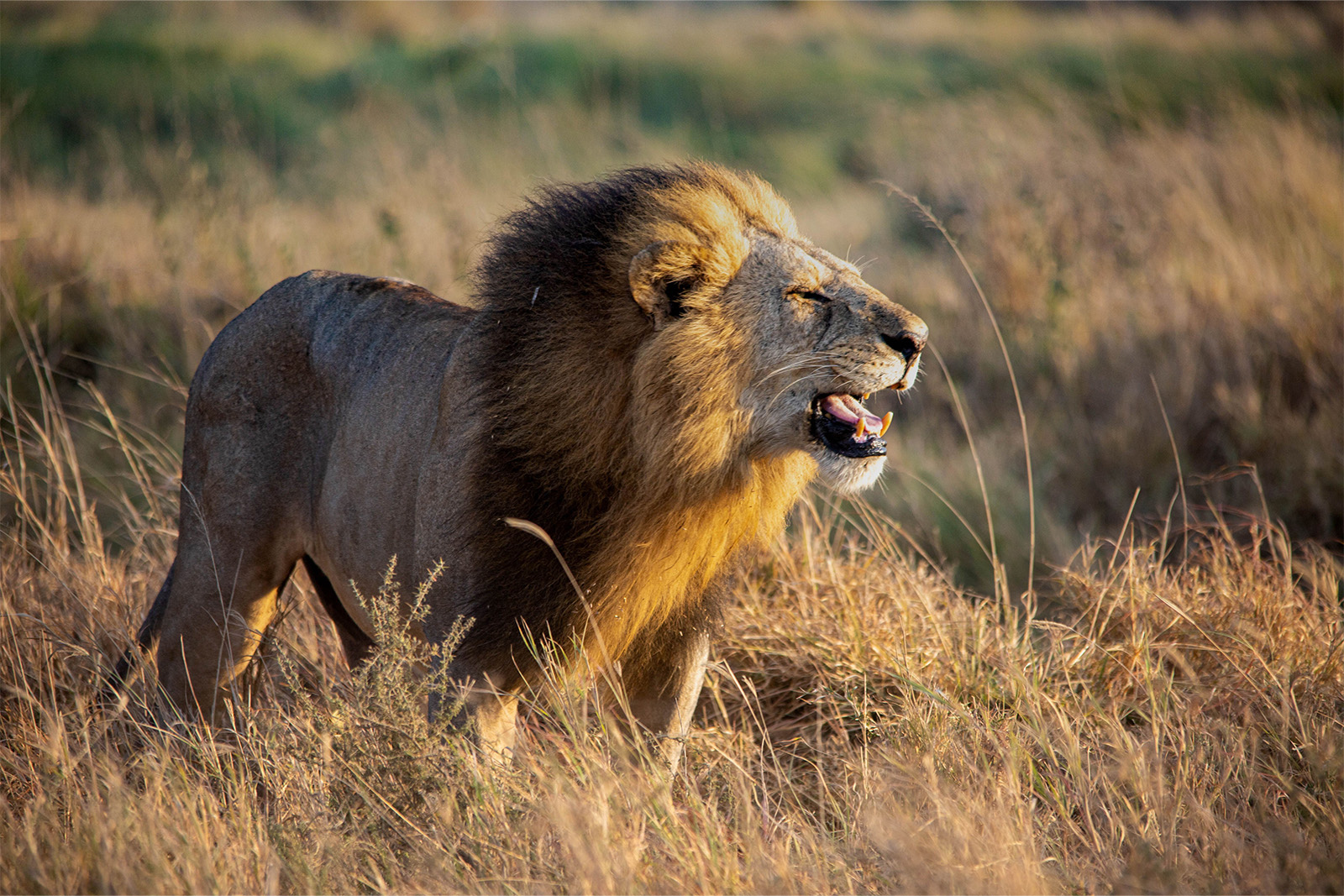 African lions resting in the golden savannah of Kenya's Masai Mara Game Reserve