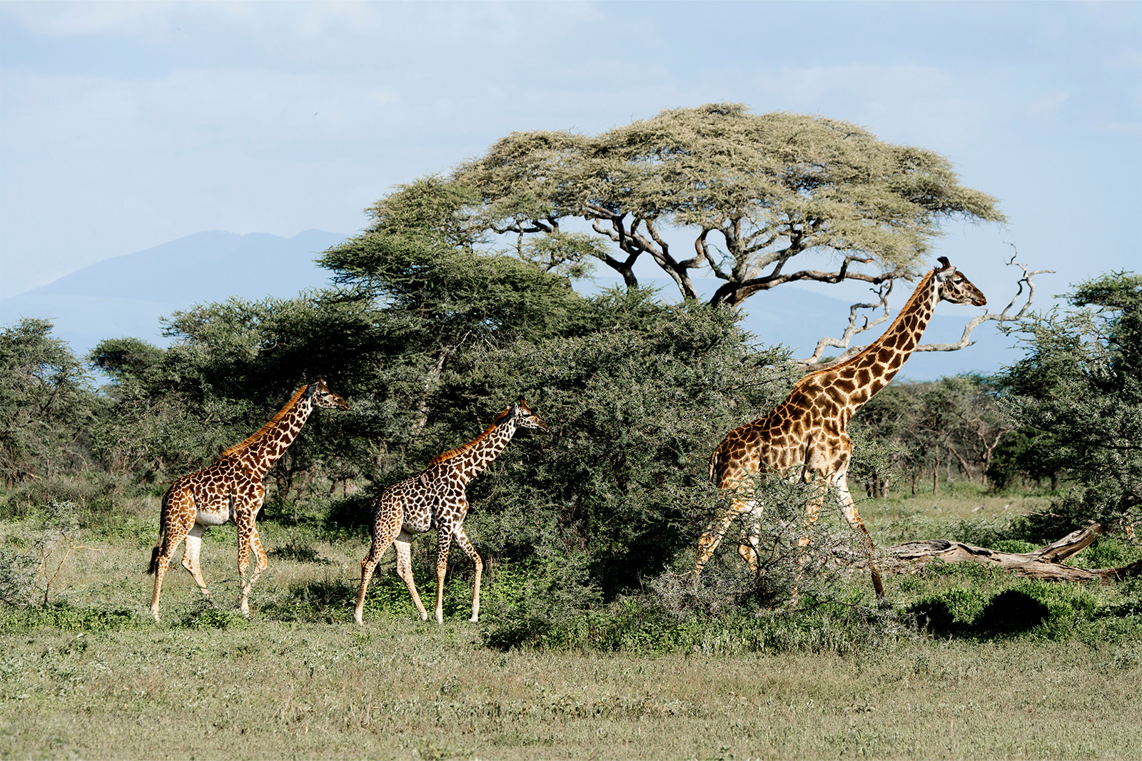 Giraffes and zebras roaming freely across the African savannah in Masai Mara Kenya