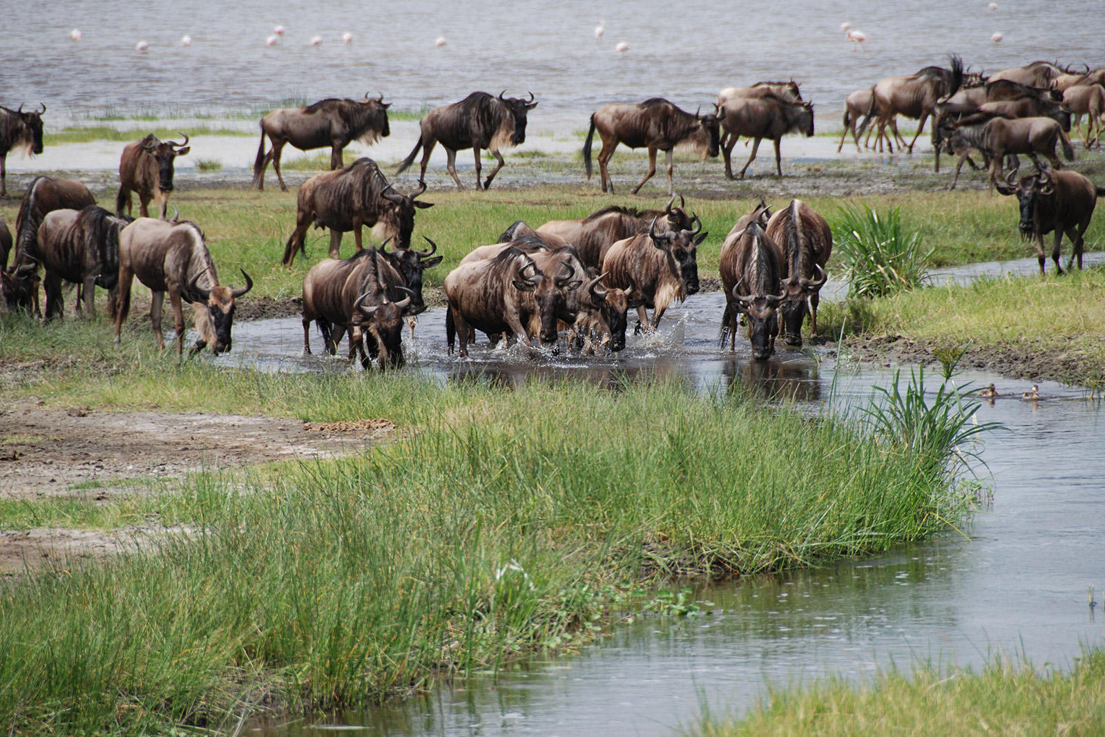 Large herds of wildebeest crossing the African grasslands during the Great Migration in Masai Mara Kenya
