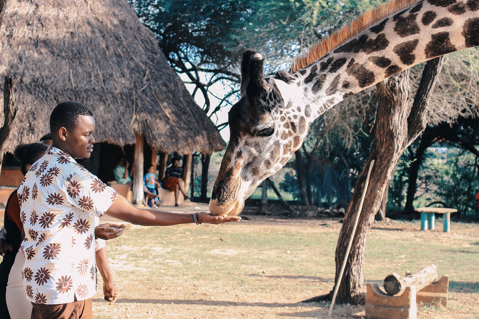 Close-up giraffe encounter at a giraffe conservation attraction in Nairobi Kenya