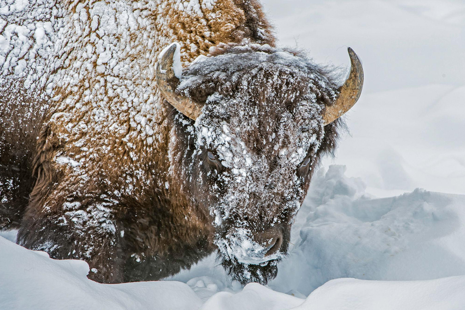American bison walking through deep snow in Yellowstone National Park during winter