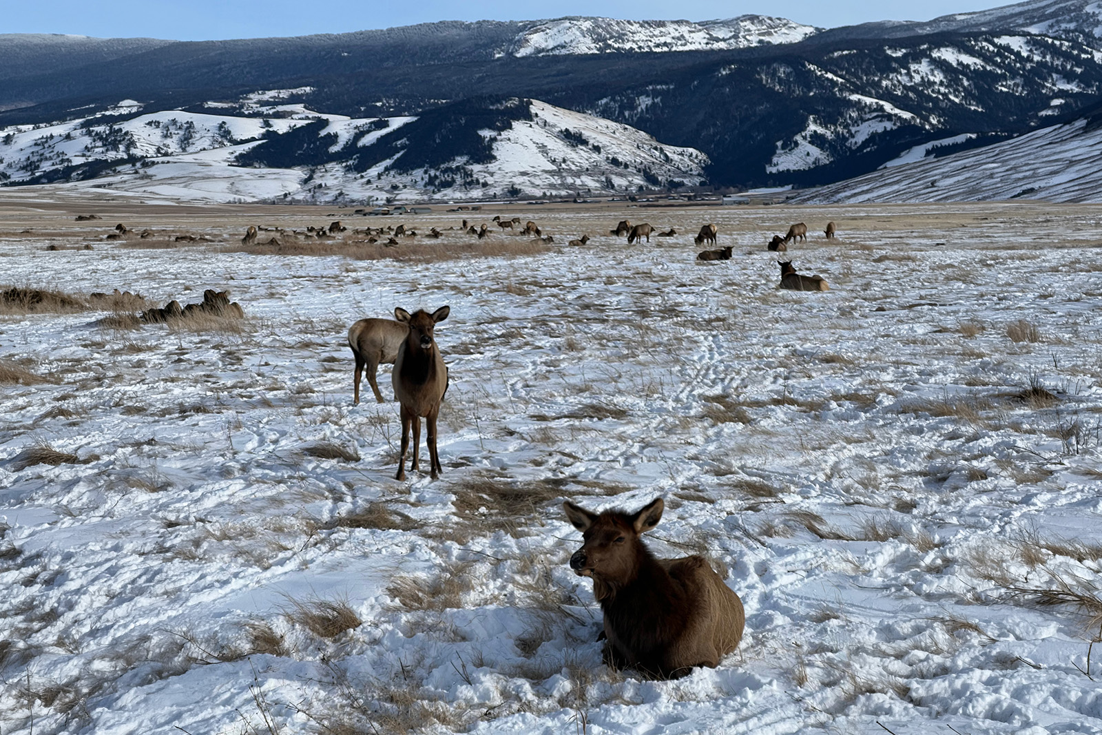 Winter wildlife safari vehicle exploring snowy Grand Teton National Park with magnificent mountain scenery