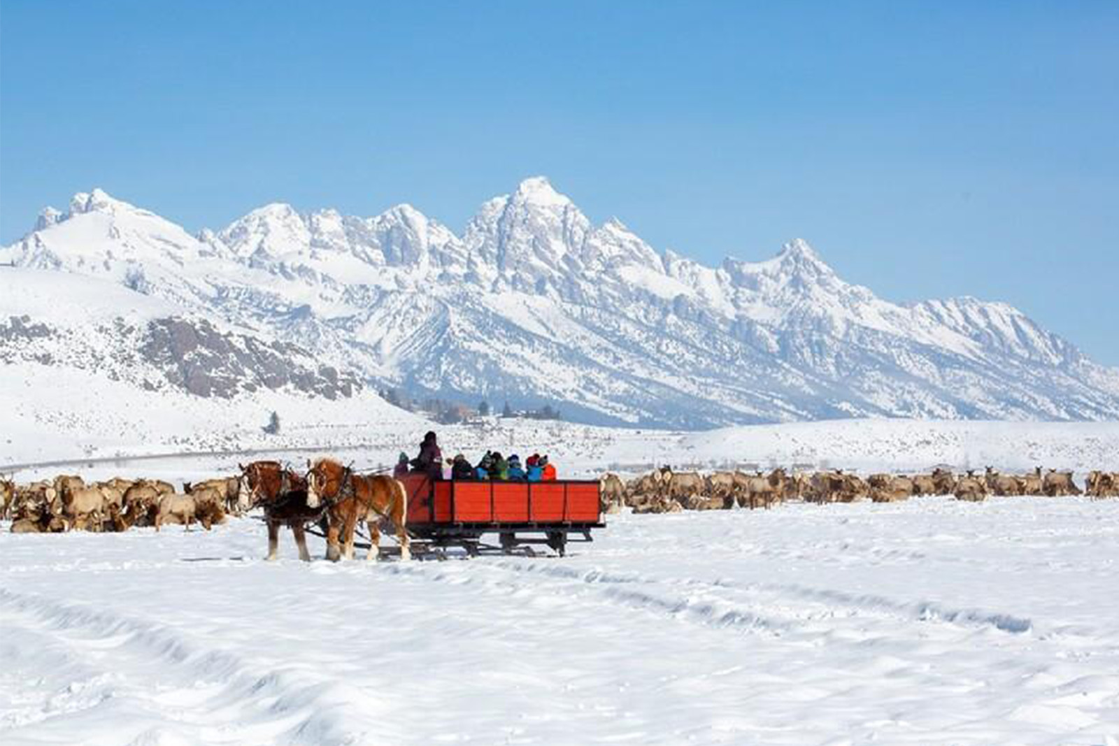 Large herd of elk gathered across the snowy National Elk Refuge near Jackson Hole Wyoming