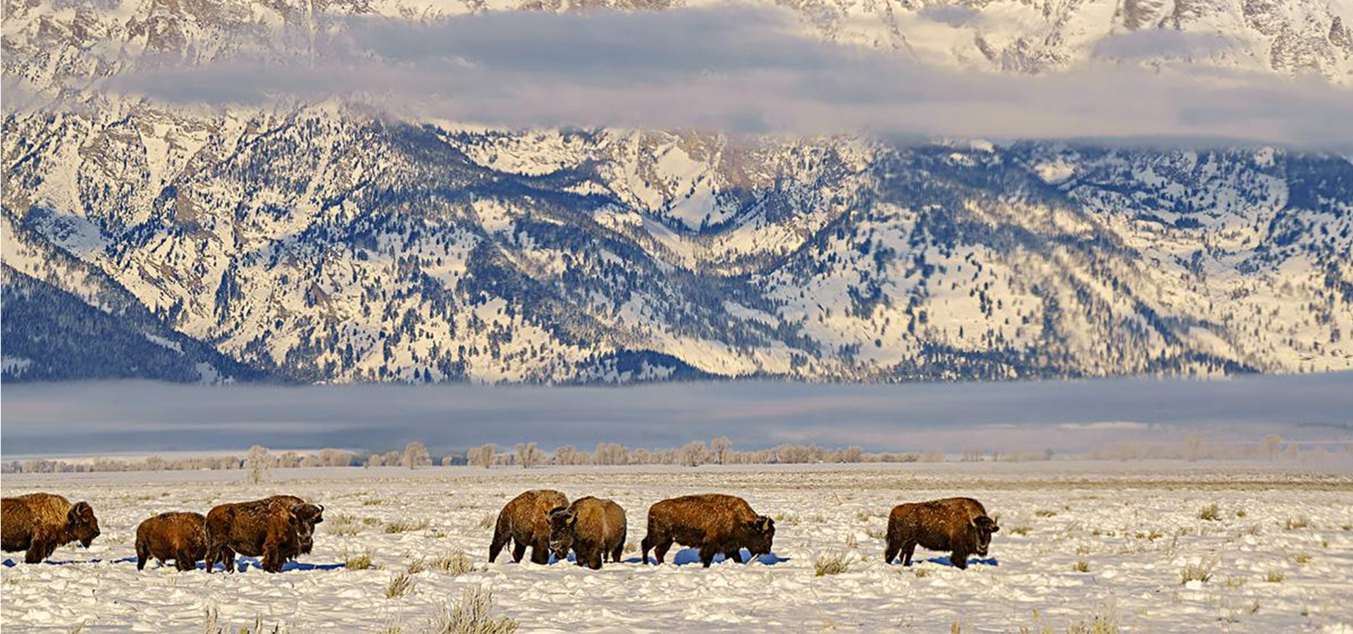Yellowstone and Grand Teton Winter Safari Singles Vacation featuring snow-covered Teton mountains, winter wildlife, Yellowstone National Park, Old Faithful geyser, Jackson Hole and National Elk Refuge